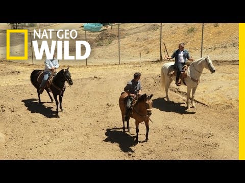 nat geo wild logo Desert Oasis or Mirage? | Fish Tank Kings