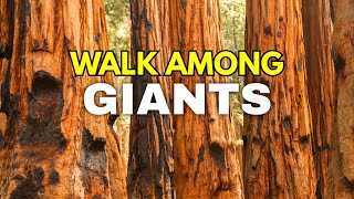 Best Things to Do in Redwood National Park (Complete Travel Guide 2025)