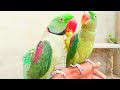 Indian Alexander Parrot Talking Natural Sounds