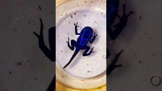 Azureus Dendrobates Blue Poison Dart Froglet 💙🐸💙 Stage of Absorbing it's Tail.