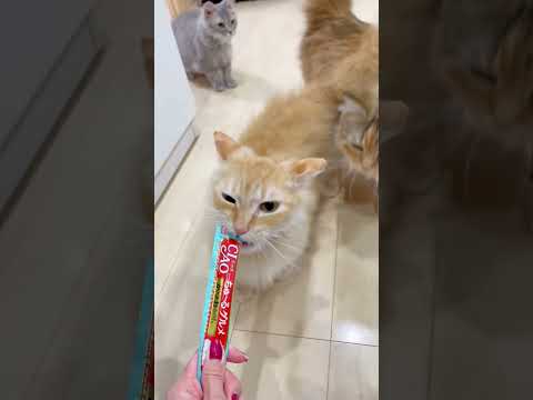 【里親募集】短足スクーカムちゃん【お問合せ詳細は説明欄に記載あります】 🐱 #ラパーマ #マンチカン #子猫 #猫 #スクーカム #短足 #里親募集中 #ブリーダー