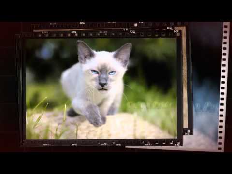 MEKONG BOBTAIL cats & kittens (Thai bobtail). Меконгский бобтейл кошки