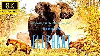 4k videos of african elephant and wildlife- soft music and nature sounds-8k video ultra hd&🐘 screenshot 3