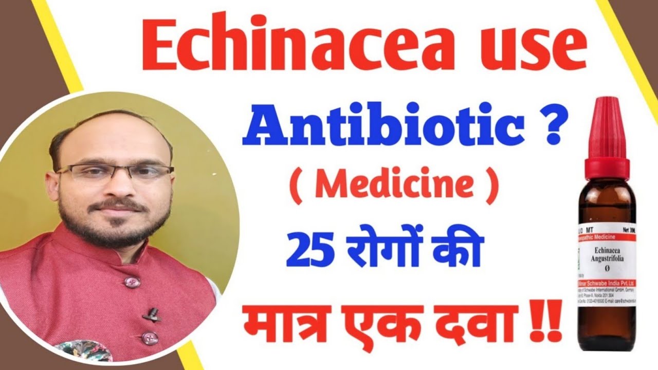 echinacea angustifolia echinacea mother tincture echinacea uses