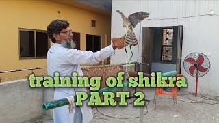 training of shikra|| part 2 || falconry art of kings