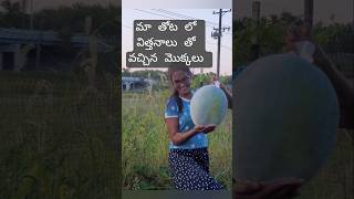 ashgourd growing method from seeds to harvest #shorts #gardening #teluguvlogs #harvest #ashgourd