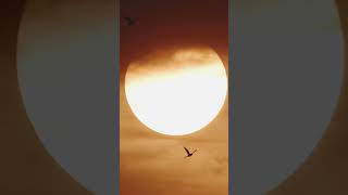 Dawning Glory.In this Divine glory of the Dawn, spread your wings and touch the sky#nature#wildlife