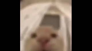 Wawawawa Whaaa Cat But Faster Waaaaaa In Hd 4K 1080P