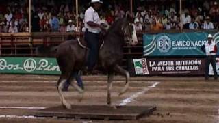 Verano Caballo Repicador