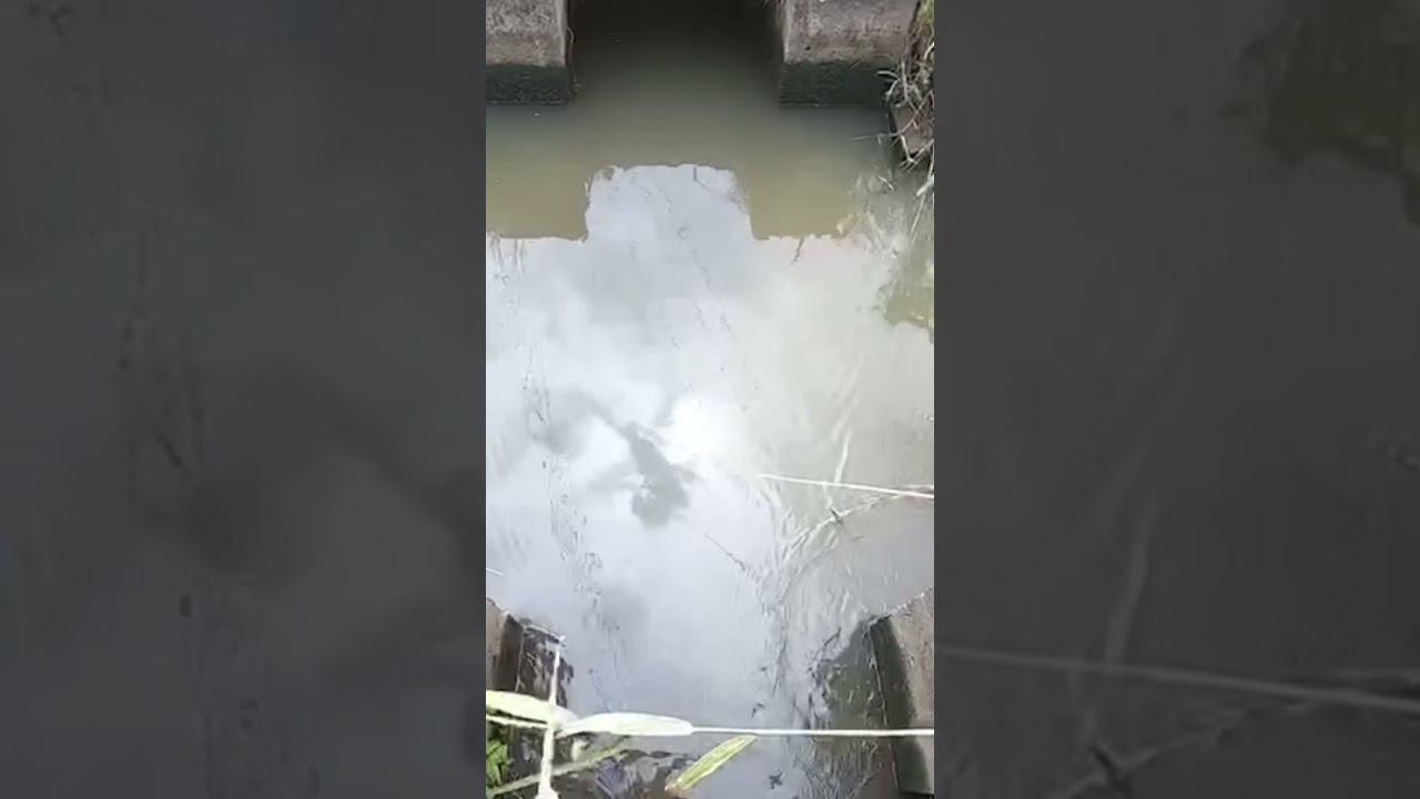 【バス釣り】500万回再生をされてる映像。#Shorts