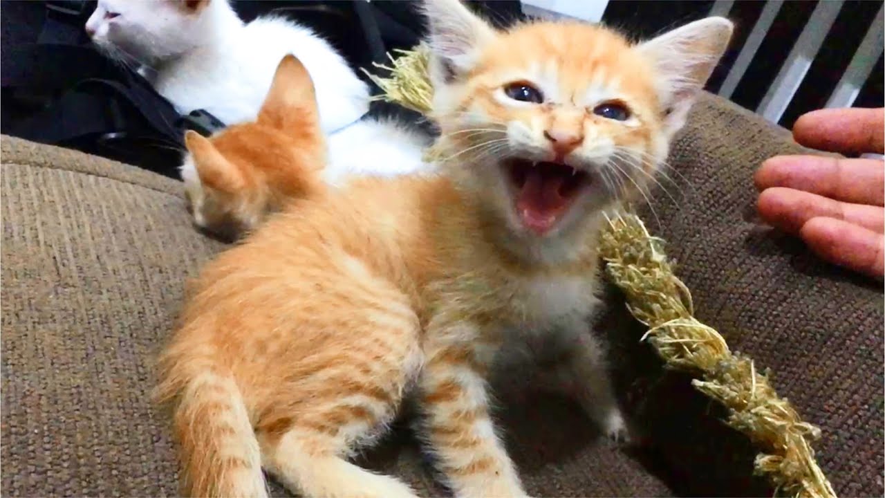 Little Kitten Doing The Cutest Meowing 5 Days After Rescue YouTube