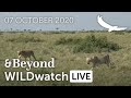 WILDwatch Live | 07 October, 2020 | Afternoon Safari | South Africa