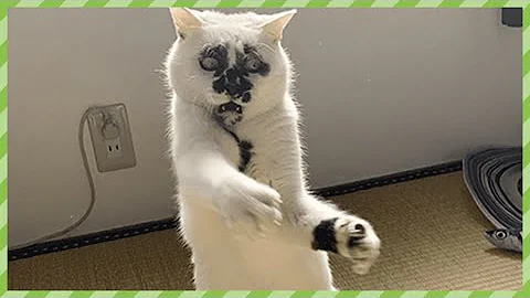 面白いどうが