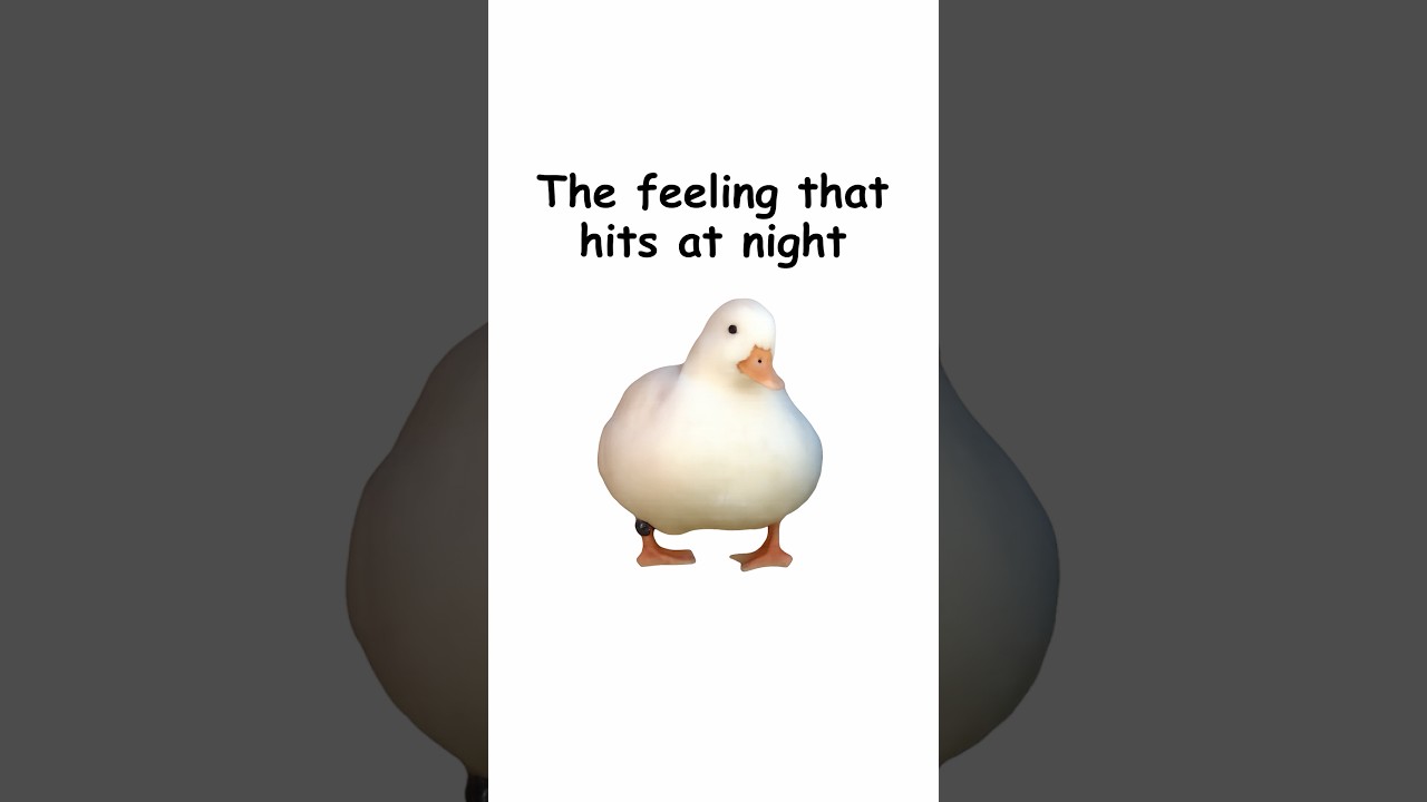 The feeling that hits at night (explained by ducks)