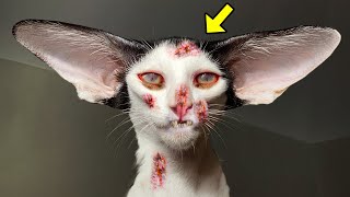 Woman Took In a Kitten With Big Ears. 5 Months Later, She Got A HUGE Surprise!