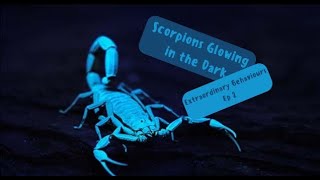 Scorpions Glowing in the Dark !|The Wildlife Zone - Extraordinary Behaviours Ep 2