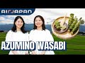Exploring Wasabi & Scenic Cycling in Azumino, Nagano — with AirJapan Cabin Attendants