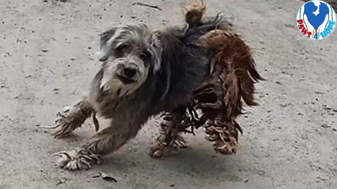 Rescue Poor Dog Who Was Scared & Worried With His Matted Fur