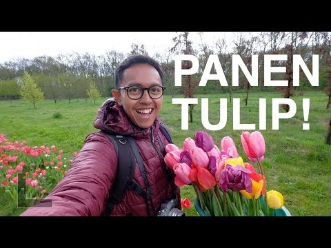 Video: Berapa umur bunga tulip?