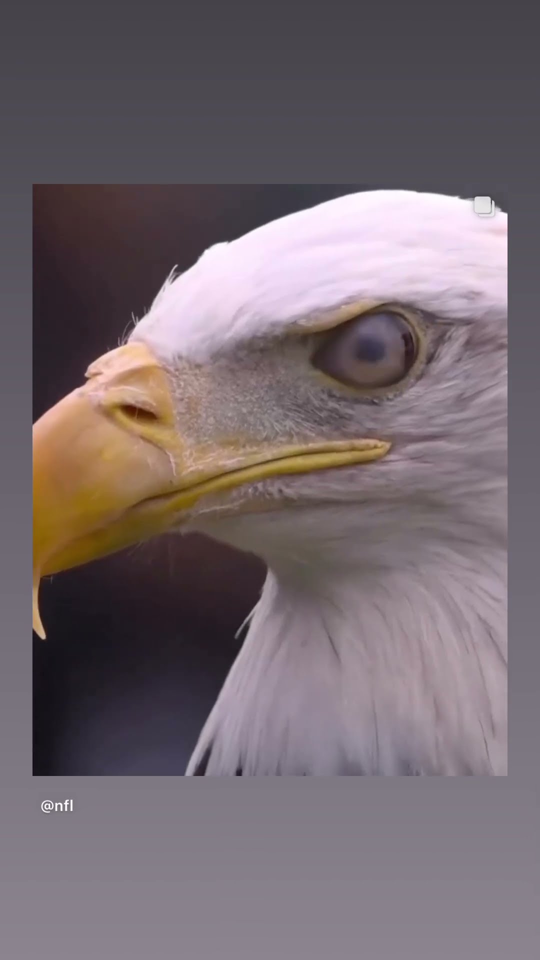 Eagles are going to the superbowl #hoodnews #eagles #philadelphiaeagles #eagle #animals #animallover