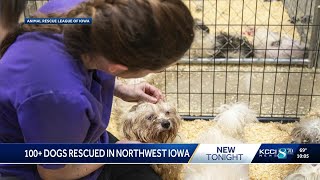 More than 100 dogs rescued from northwest Iowa property