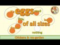 Eggs of different sizes - fairy eggs and double yolkers