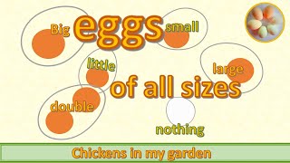 Eggs Of Different Sizes - Fairy Eggs And Double Yolkers
