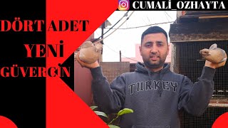 Kümesi̇mi̇ze Kaç Adet Yeni̇ Güverci̇n Geldi̇ ? Mi̇ski̇ Ve Di̇ğerleri̇ ?