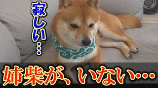 姉に依存する末っ子柴犬。姉がいないと不安になり、自分らしさが出せなくなりました・・・