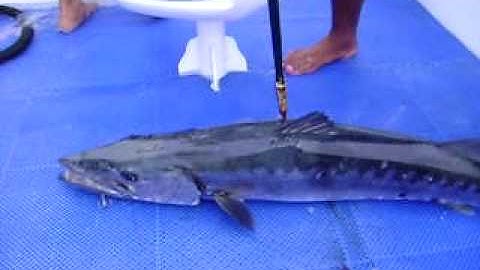 barracuda bites mans foot