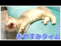 てきと猫のおねんねタイム