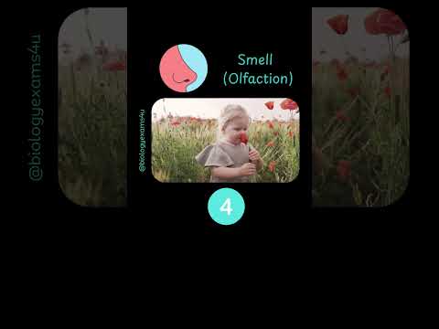 5 Senses Of Human Body 