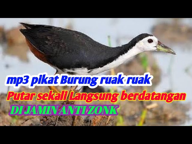 Suara pikat Burung ruak ruak truwok paling ampuh ANTI ZONK 100% ✅✅✅ class=