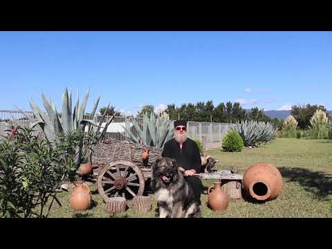 კავკასიური ნაგაზის ძაღლსაშენი ,, ტაბაკინი\"-Caucasian Shepherd Dog Breeding \"Tabakini\".