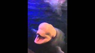 Beluga Singing