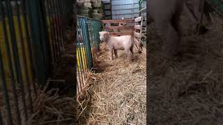 SCOnline Sale 3/7/2021