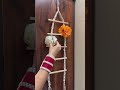 Cute Hair Accessories Organizer#meeshofinds #youtubeshorts #hairaccessories #organiser#viral #shorts