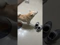 爸爸媽媽回家不過來迎接啊!