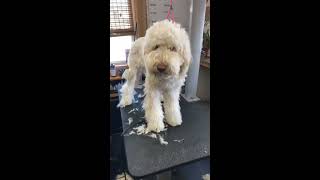 What Goldendoodle owners need to know about Puppy&#39;s haircut and grooming