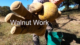 Is Harvesting Walnuts Worth It