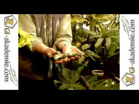 004 - Комнатное цветоводство.