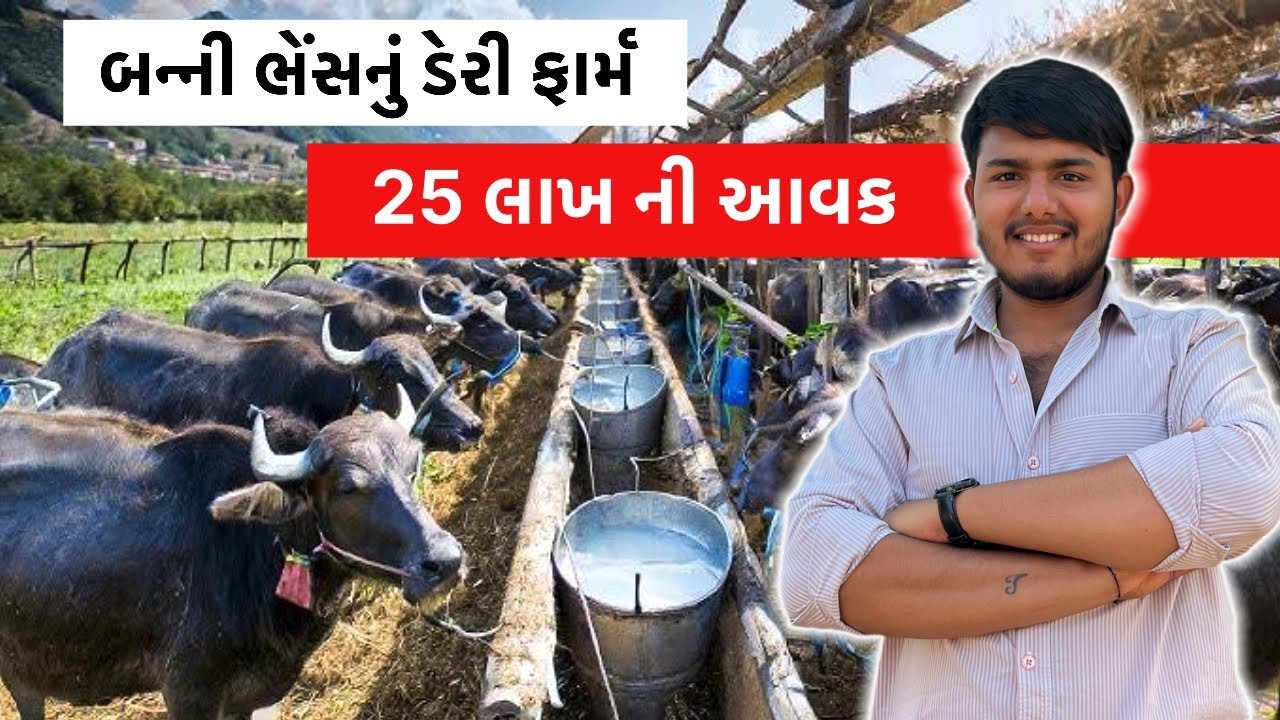 બન્ની ભેંસનું દૂધ વેચી આ યુવાન લાખોની કમાણી કરે છે | ASHOK SONGARA | #ashoksongara