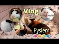 PigVLOG🐷 Popołudniowa rutyna z moją świnką morską