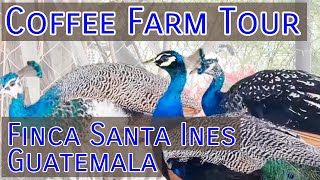 Finca Santa Ines Coffee Farm Tour - Guatemala Fazenda Santa Ines Coffee