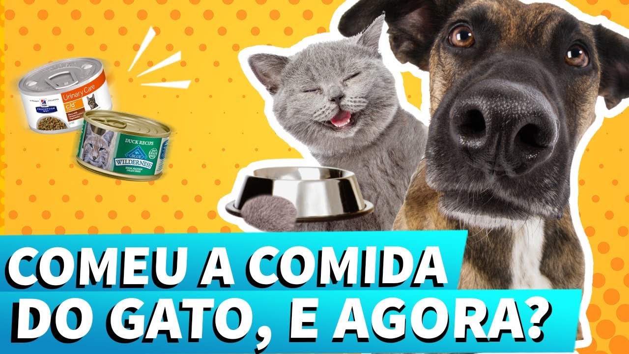 19 Cute Barrage Faz Mal Para Cachorro Picture 8K - cão.bleumoonproductions