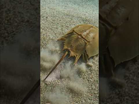 Голубая кровь Мечехвоста: 😱 $15 000 за литр! Самая дорогая жидкость #факты #наука #животные