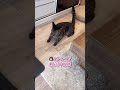 足が短くてケンカに勝てない短足マンチカンの猫ちゃんが可愛すぎる...
