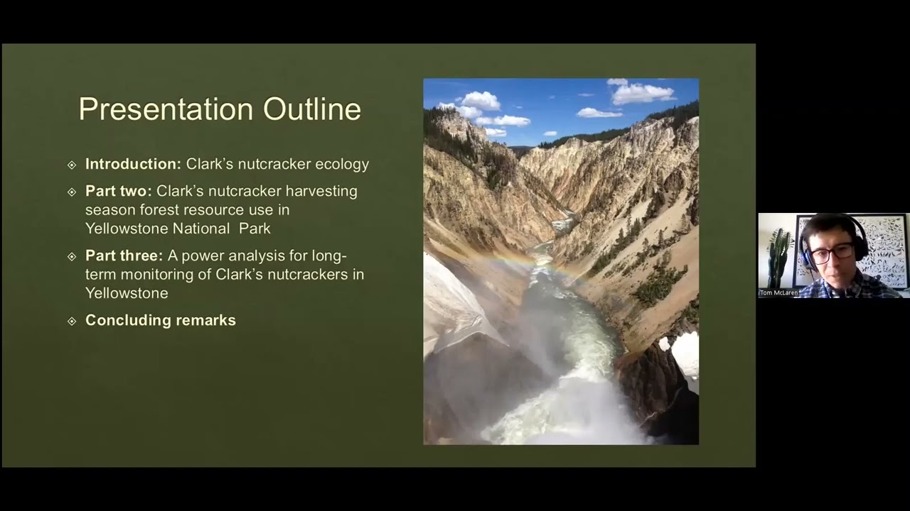 Clark’s nutcracker seed harvesting habitat use in Yellowstone National Park, T. McLaren