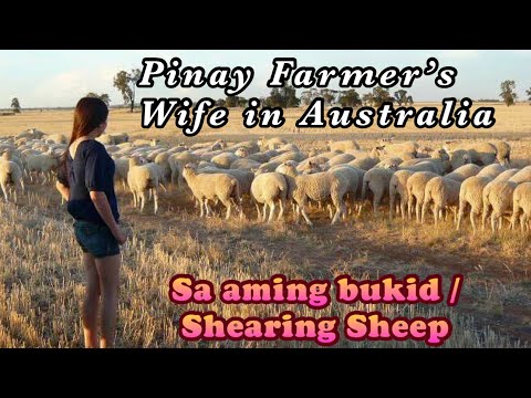 Video: Læringserfaringer: Shearing Sheep In The Australian Outback - Matador Network