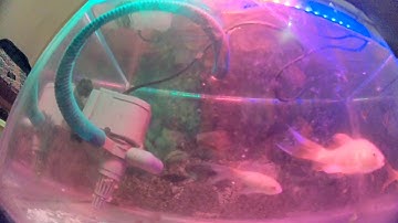 wrong firmware update caddx turtle v.2 mic doesn